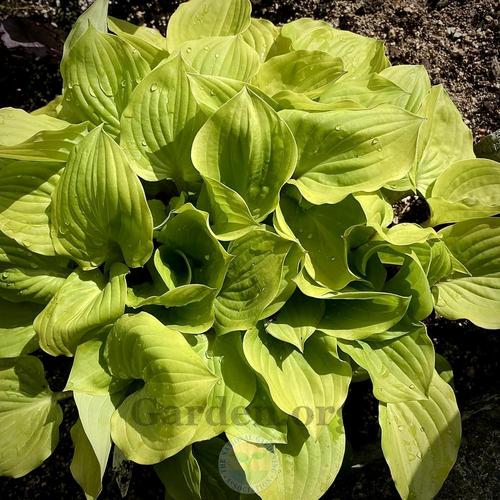 Crumb Cake Hosta