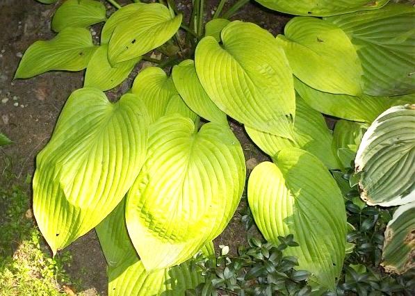 Miki Hosta Plants online shopping