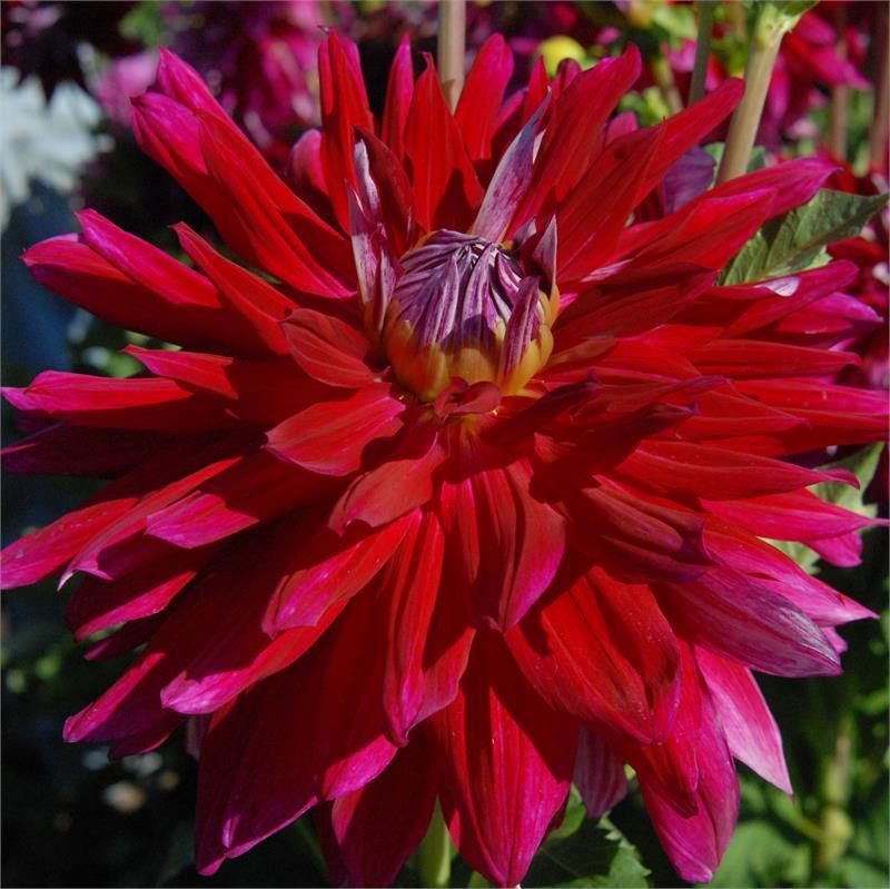 Shockwave Dahlia