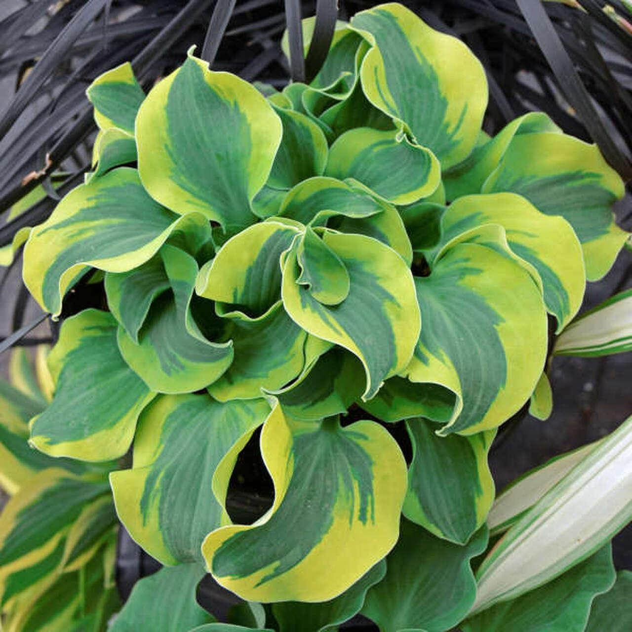 School Mouse Hosta