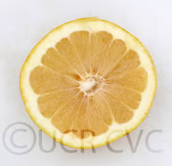 Melogold Grapefruit Plant citrus plant material online shopping