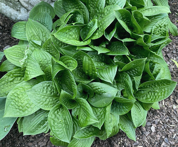 Quilting Bee Hosta Plants online shopping