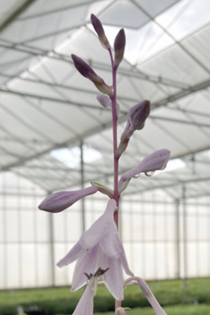 Twisted Spearmint Hosta Plants online shopping