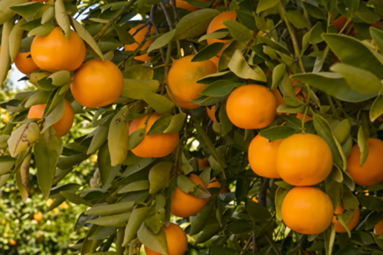 Tahoe Gold Mandarin Budwood citrus plant material online shopping