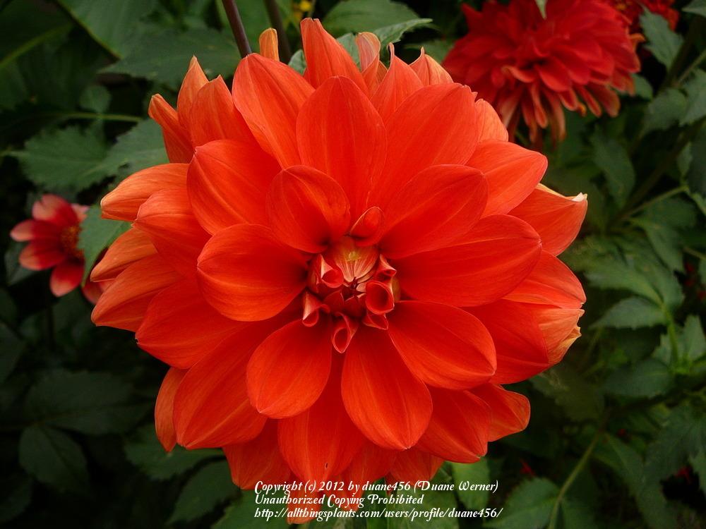 Swan’s Olympic Flame Dahlia