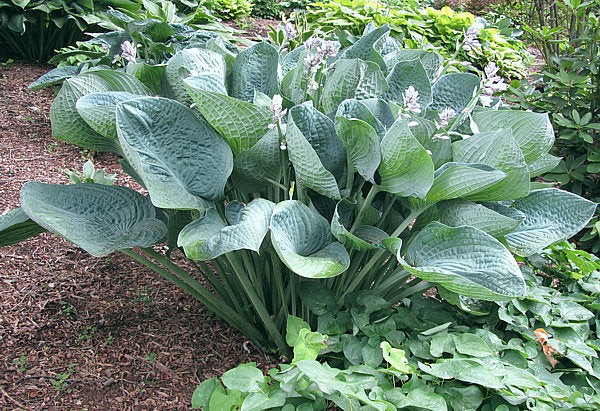 Gentle Giant Hosta Plants online shopping