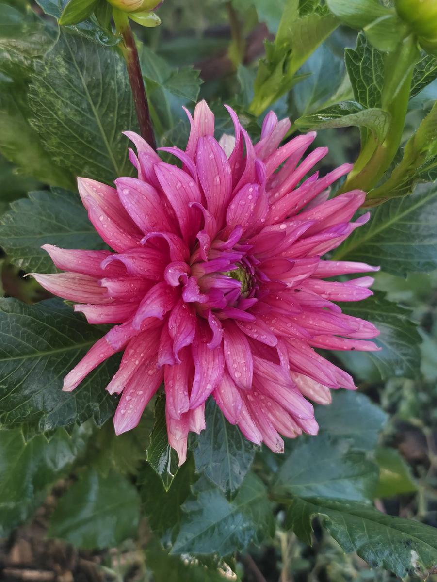 Flip Flop Dahlia