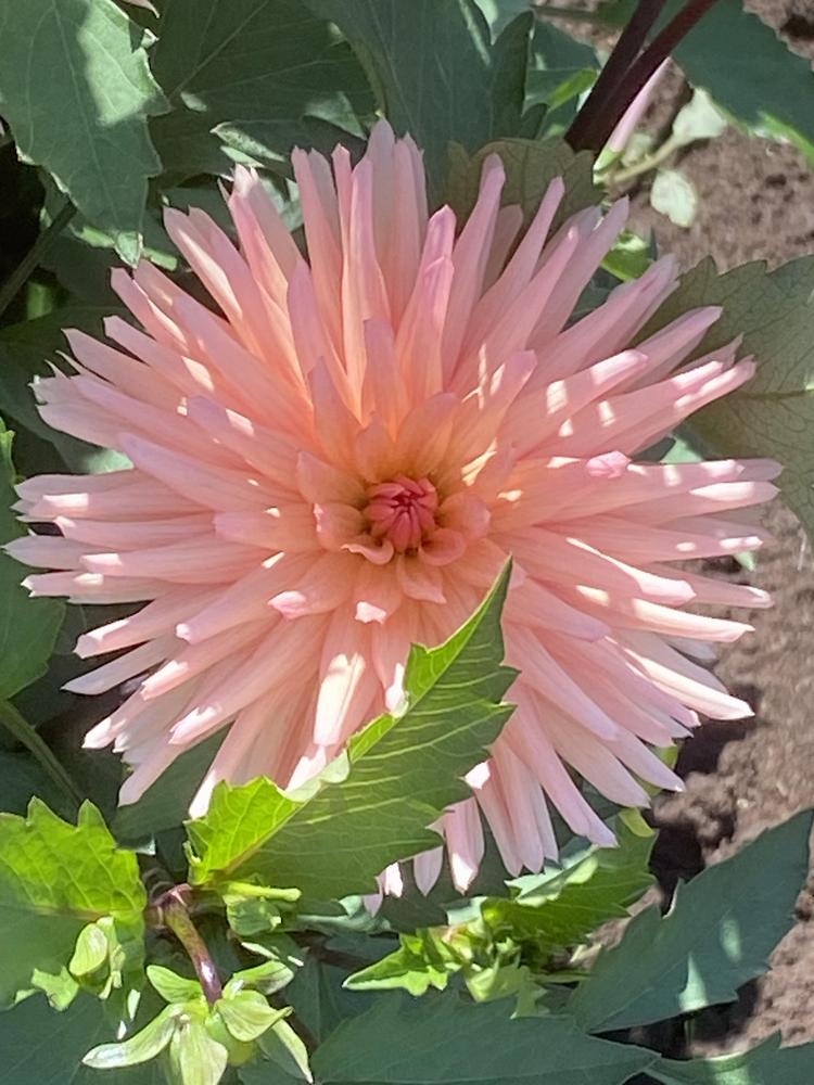 Peach Fuzz Dahlia