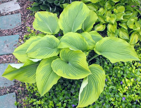 Michigander Hosta Plants online shopping