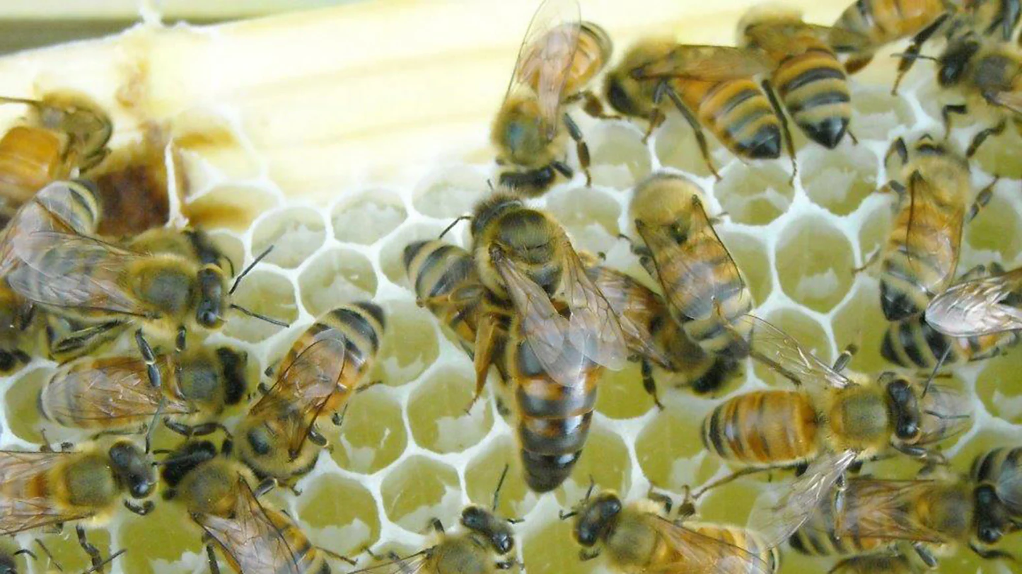 Carniolan Honey Bee Queen