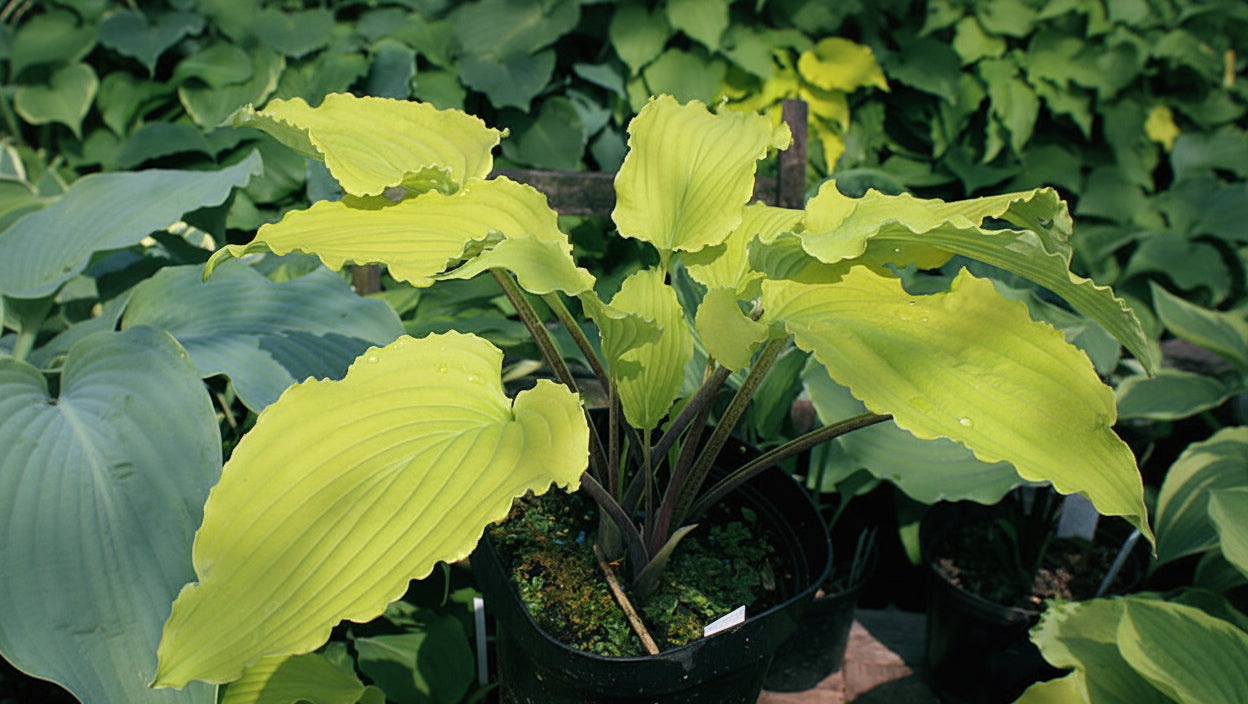Valley’s Love Birds Hosta Plants online shopping