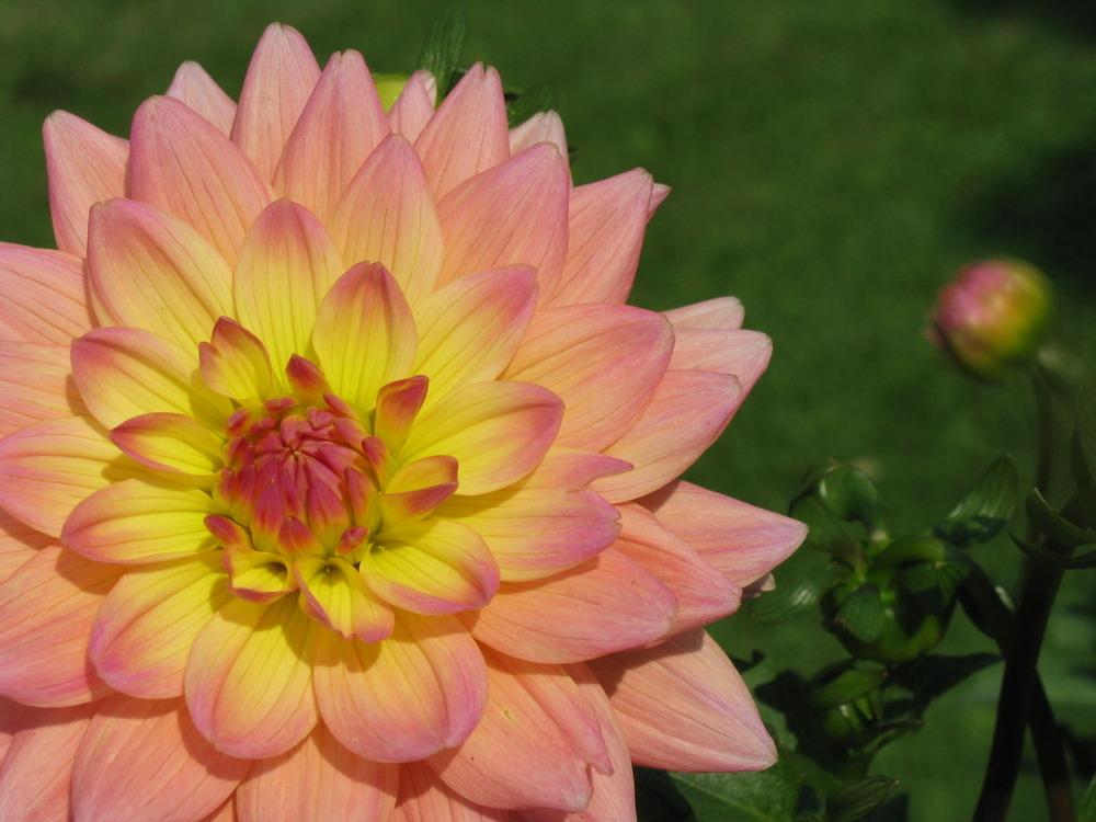 Summer’s End Dahlia