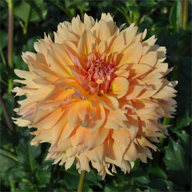 Karmel Korn Dahlia