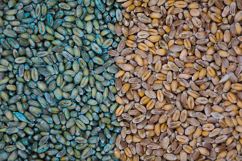 Cerall Beneficial Bacteria Seed Coating