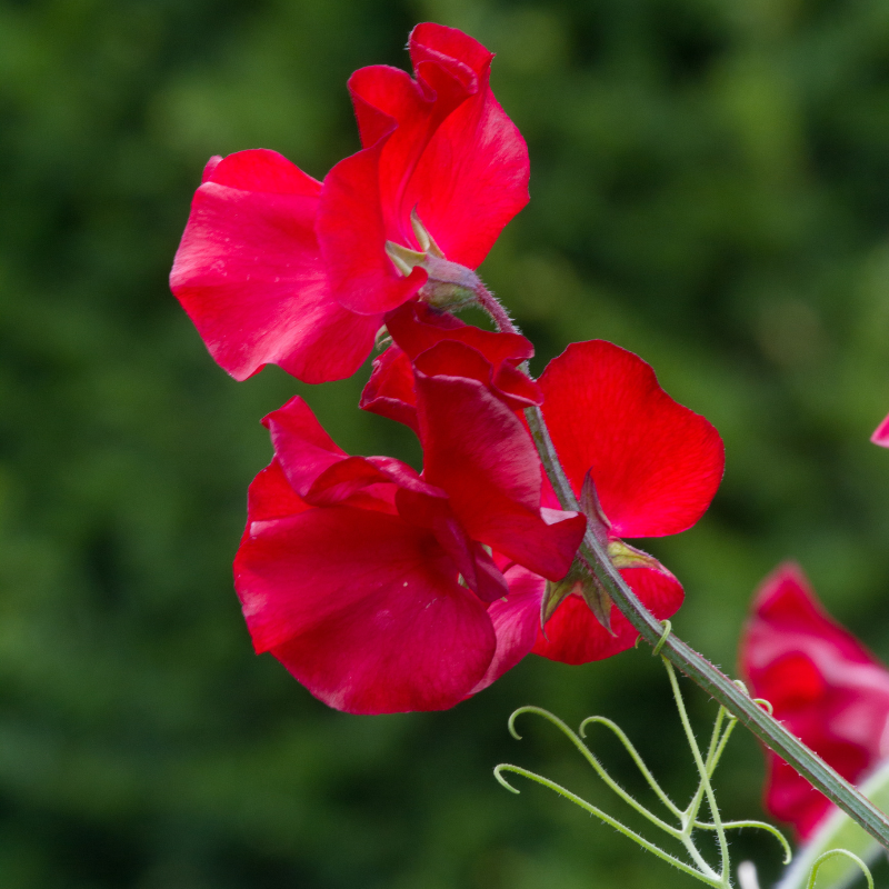 Winston Churchill Sweet Pea