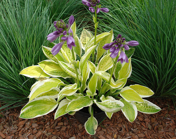 Lemon Candy Hosta Plants online shopping