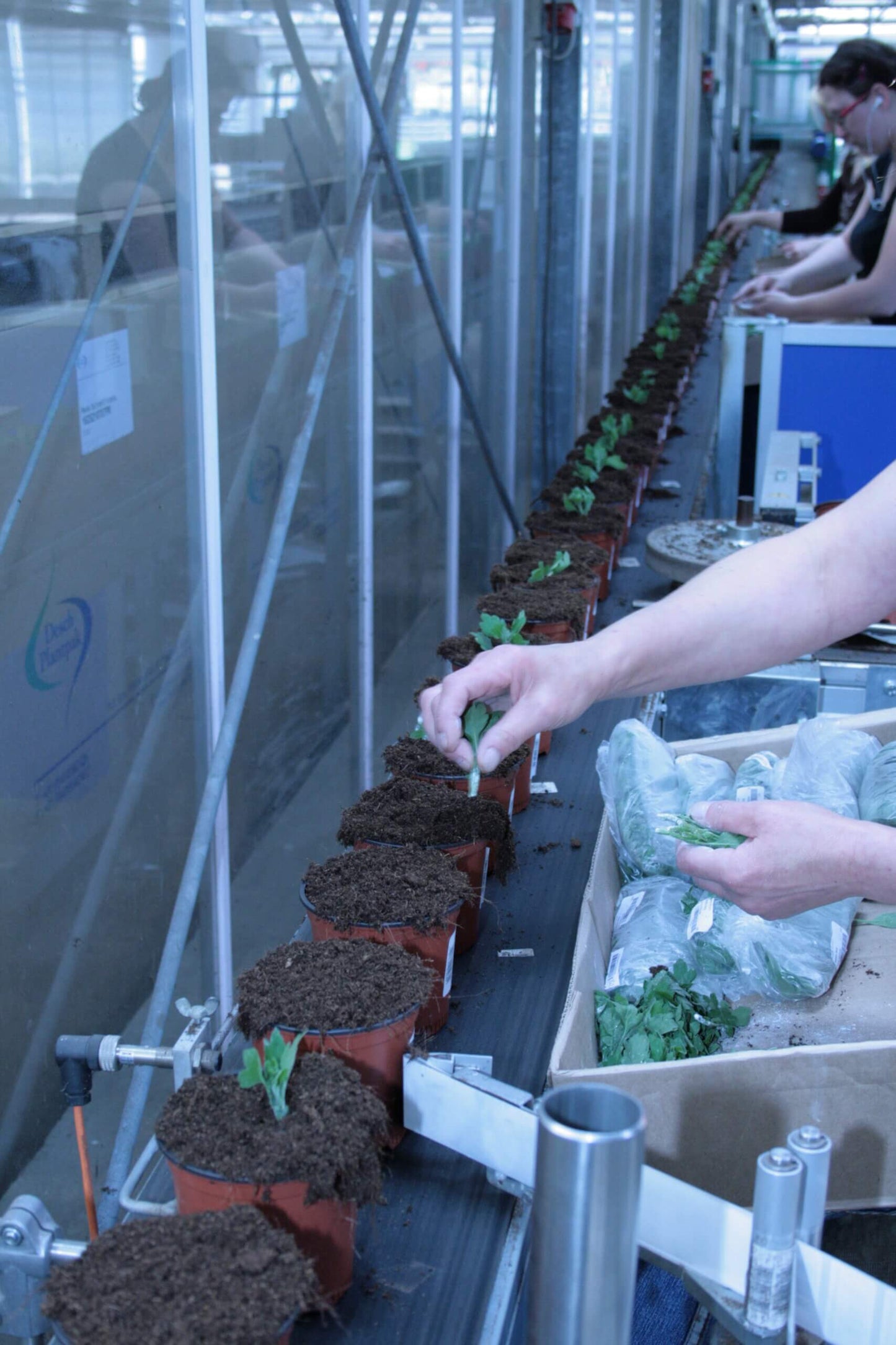 Viscon Transplanting Line