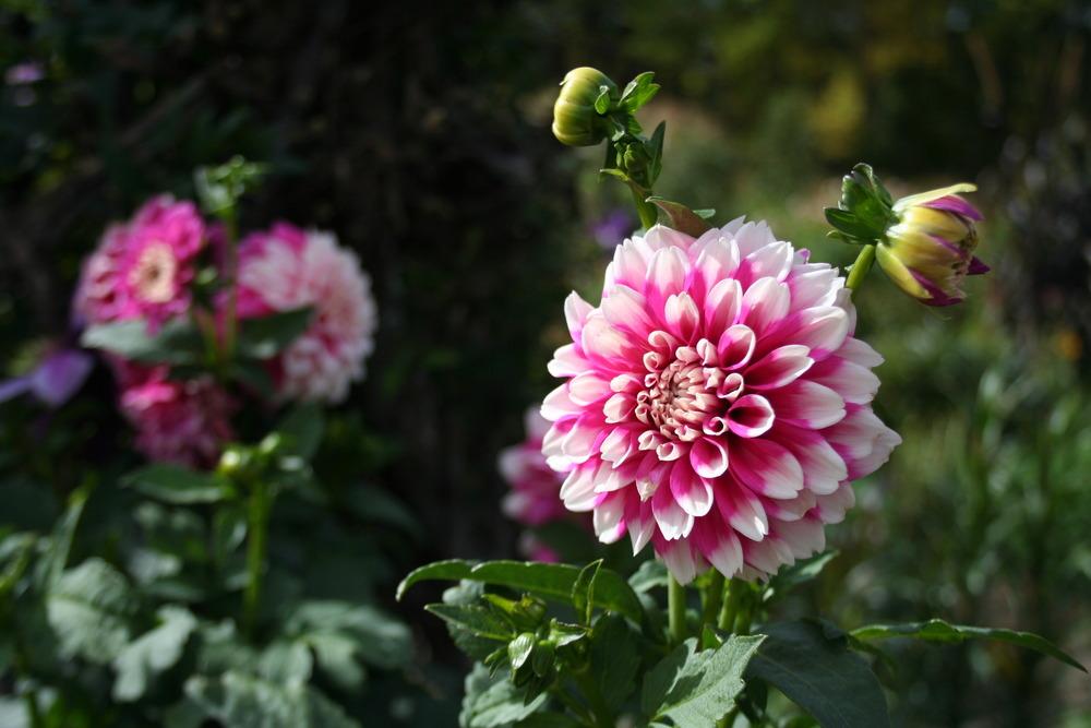 Fuzzy Wuzzy Dahlia