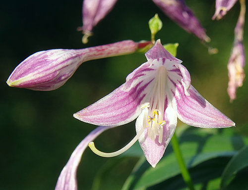 Tom Thumb Hosta