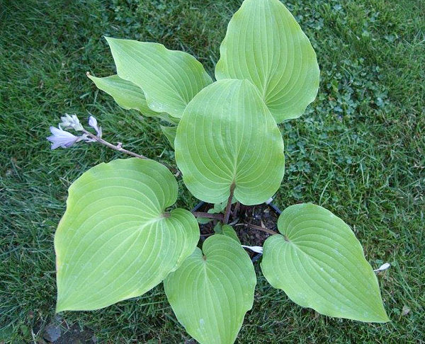 Chopsticks Hosta Plants online shopping