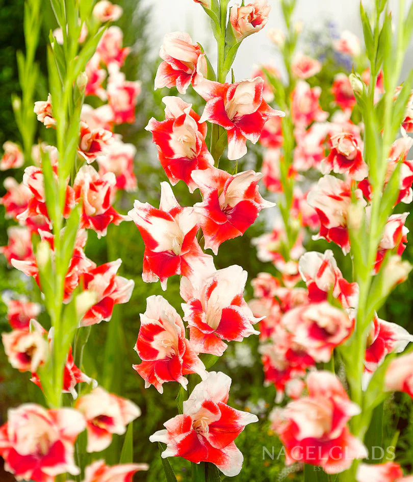 Japonica Gladiolus Corms Plants online shopping