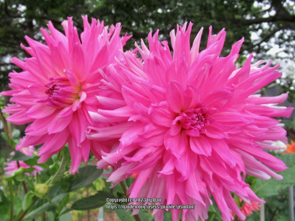 Helen Richmond Dahlia