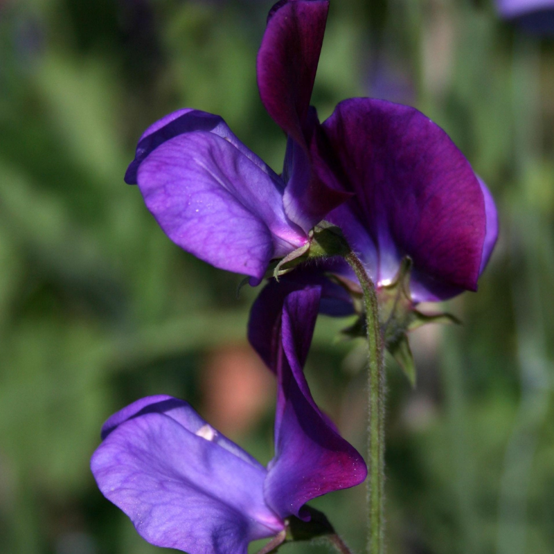 Captain Of The Blues Heirloom Sweet Pea