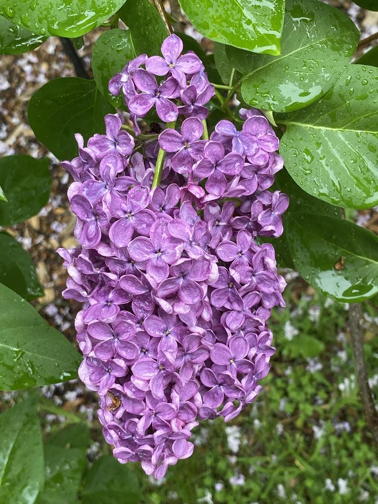 Ludwig Spath Lilac lilac plant online shopping