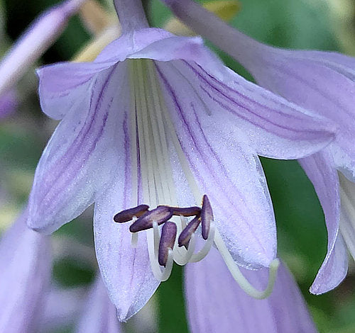 Leather And Lace Hosta Plants online shopping