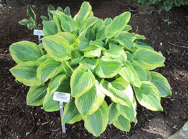 Mack The Knife Hosta Plants online shopping