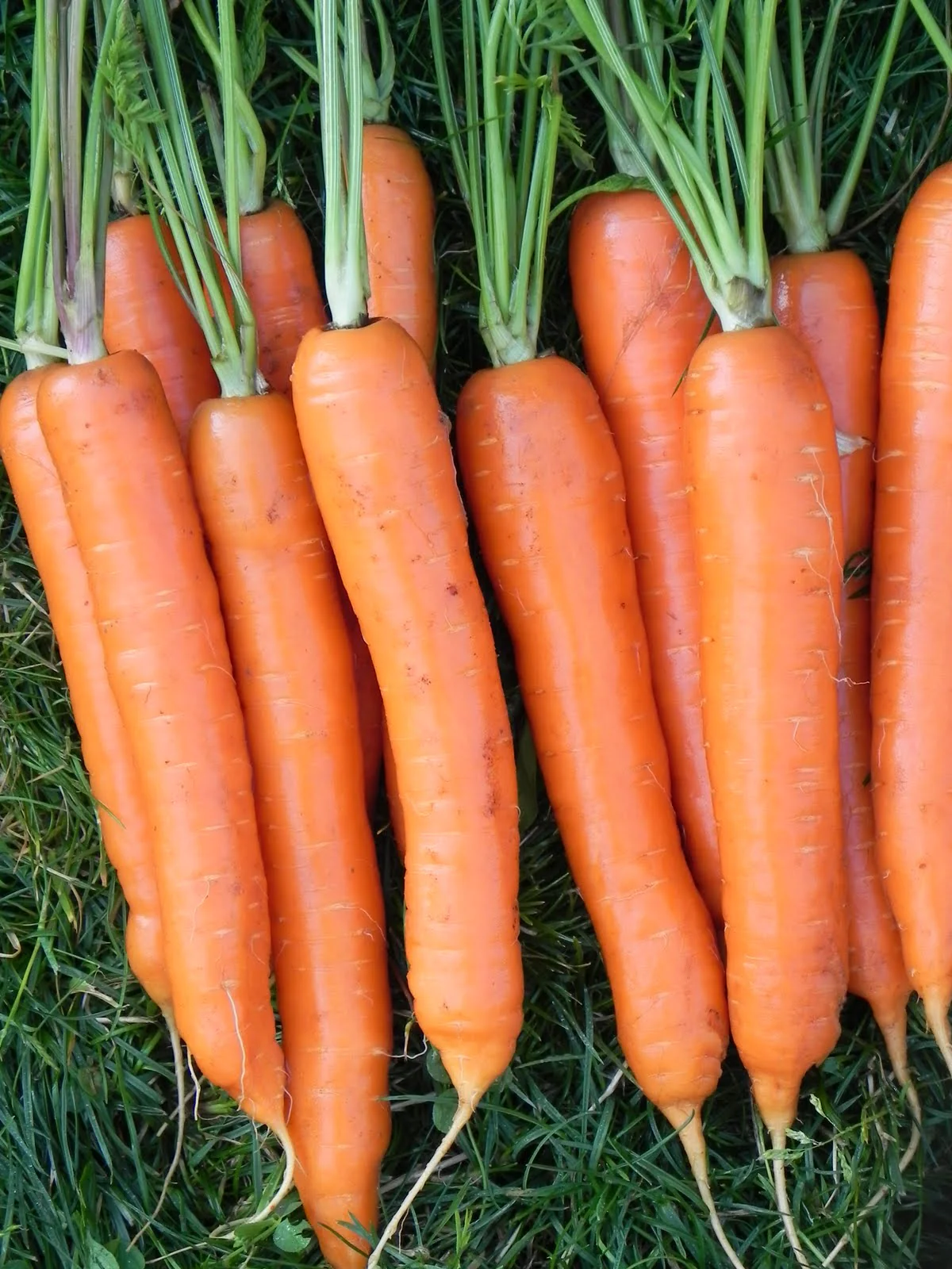 Yaya F1 Carrot