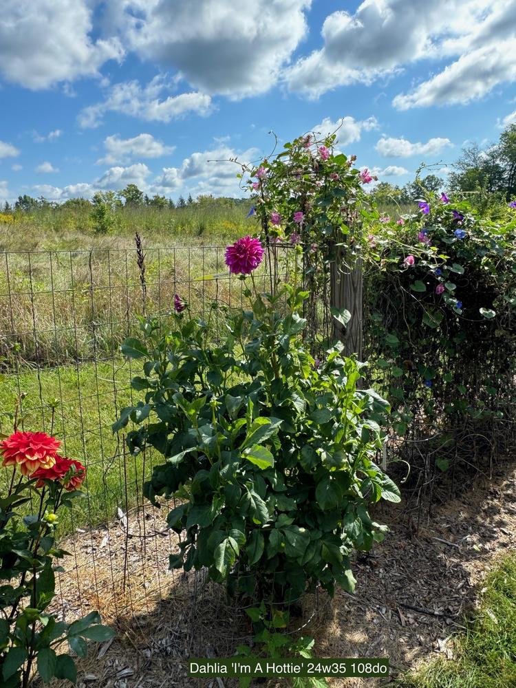 I’m A Hottie Dahlia