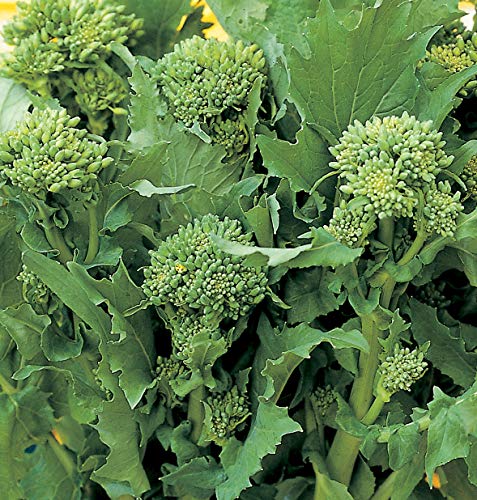 Sorrento Broccoli Raab