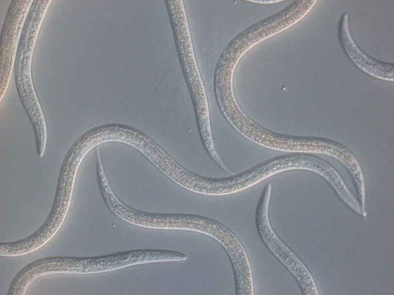 Entonem Beneficial Nematode