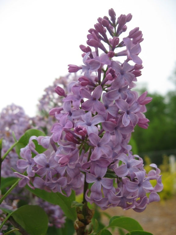 Tiny Dancer™ Lilac lilac plant online shopping