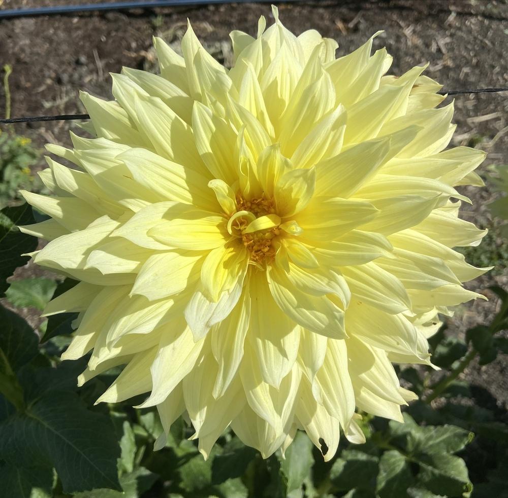 Harvest Moonlight Dahlia