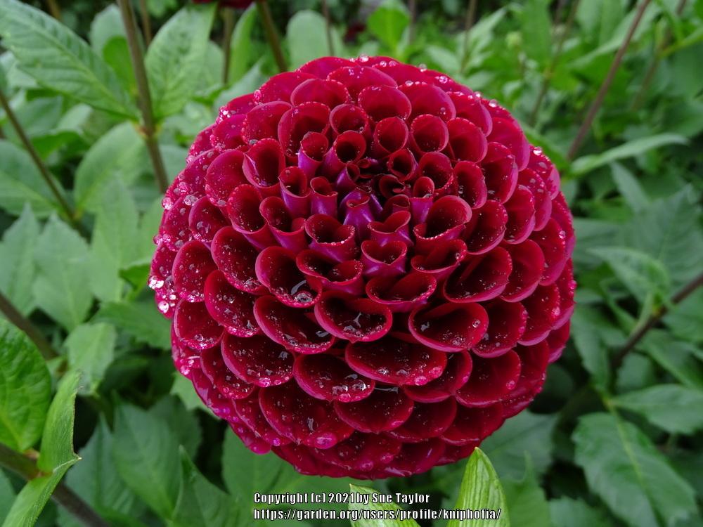 Ivanetti Dahlia