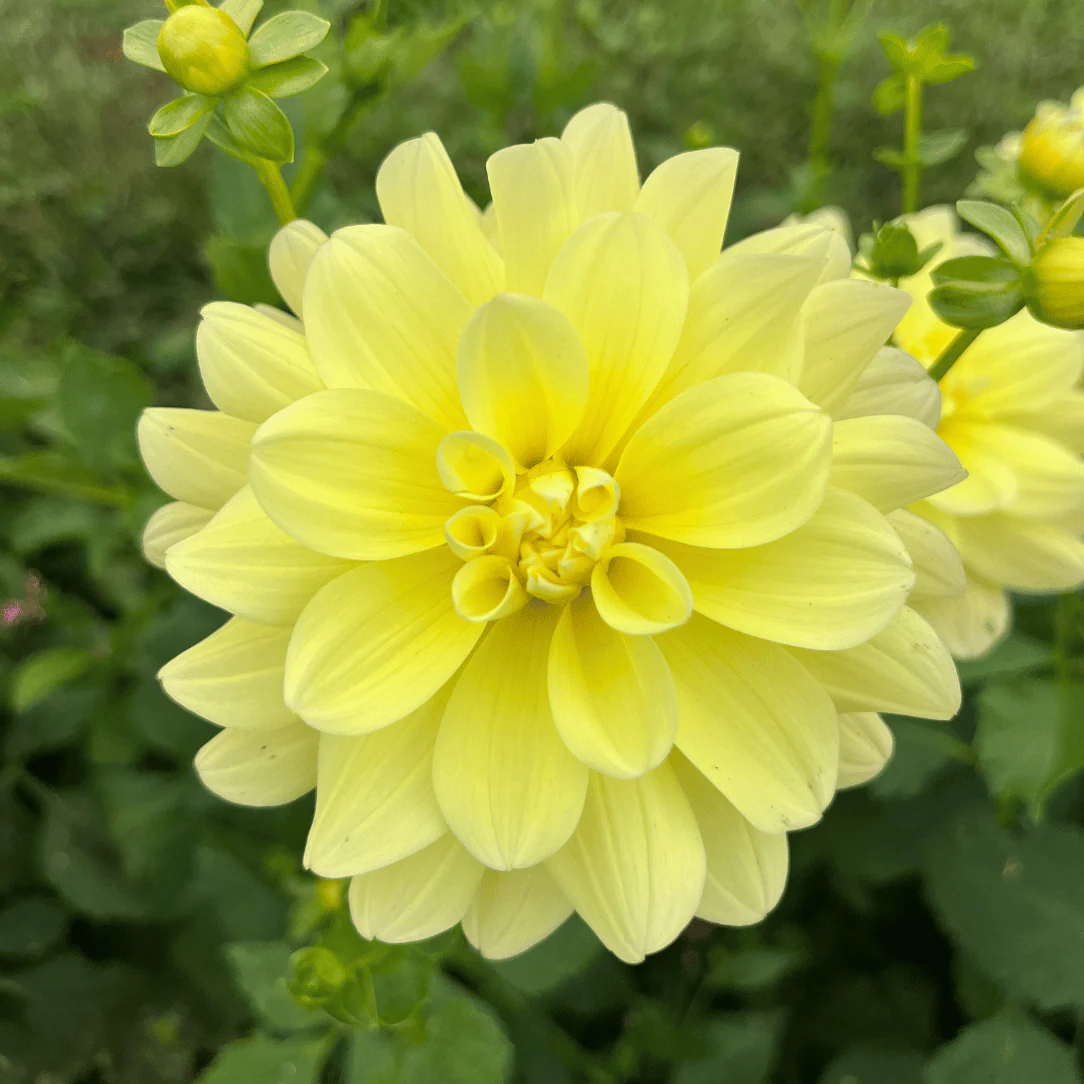 Lemonade Dahlia