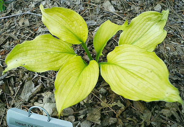 Heart Of The Sunrise Hosta Plants online shopping