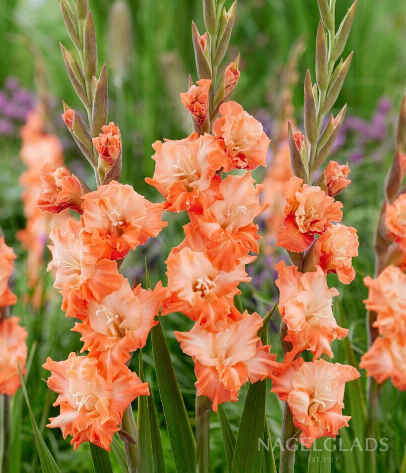 corms plants Coral Crush Gladiolus Corms – EVERGREEN
