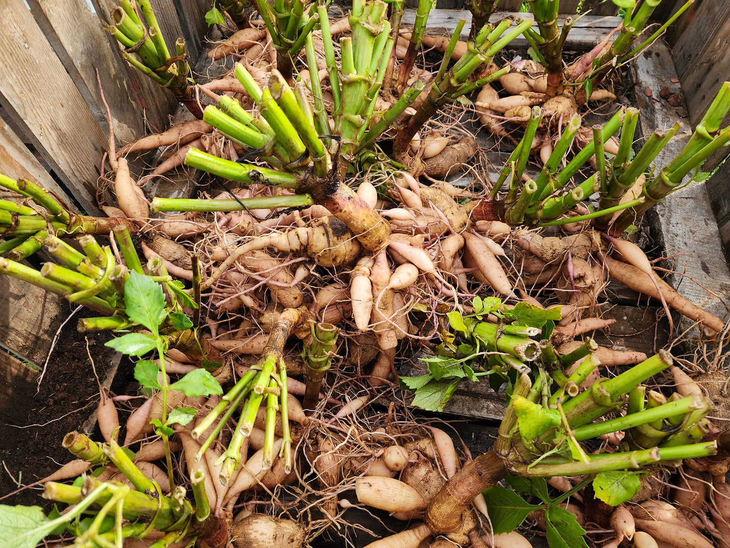 Cutie Patootie Dahlia