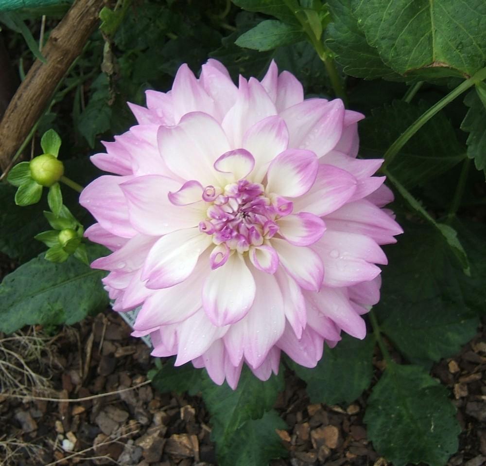 Mikayla Miranda Dahlia