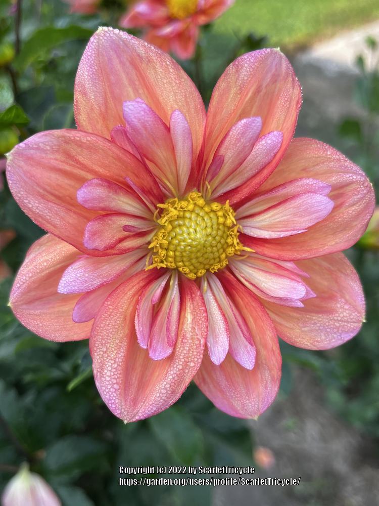 Giggles Dahlia