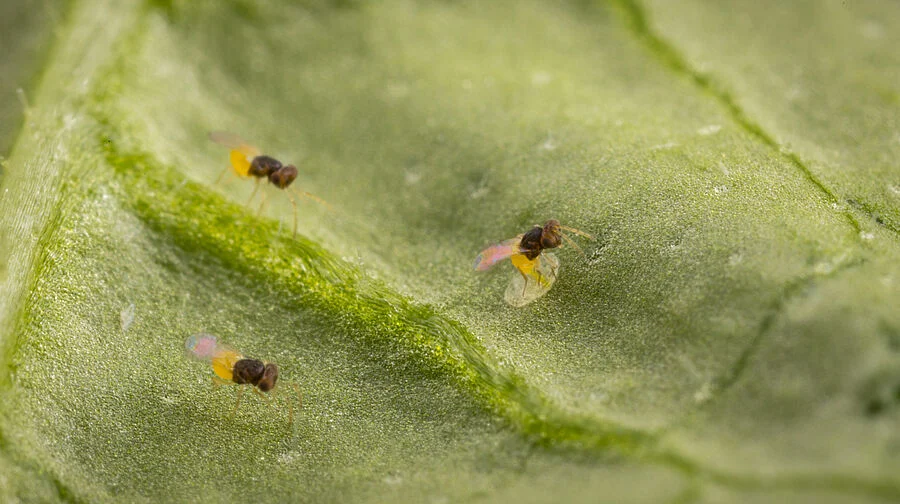 En Strip Parasitic Wasp