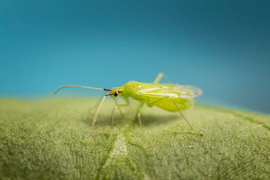 Mirical Predatory Bug