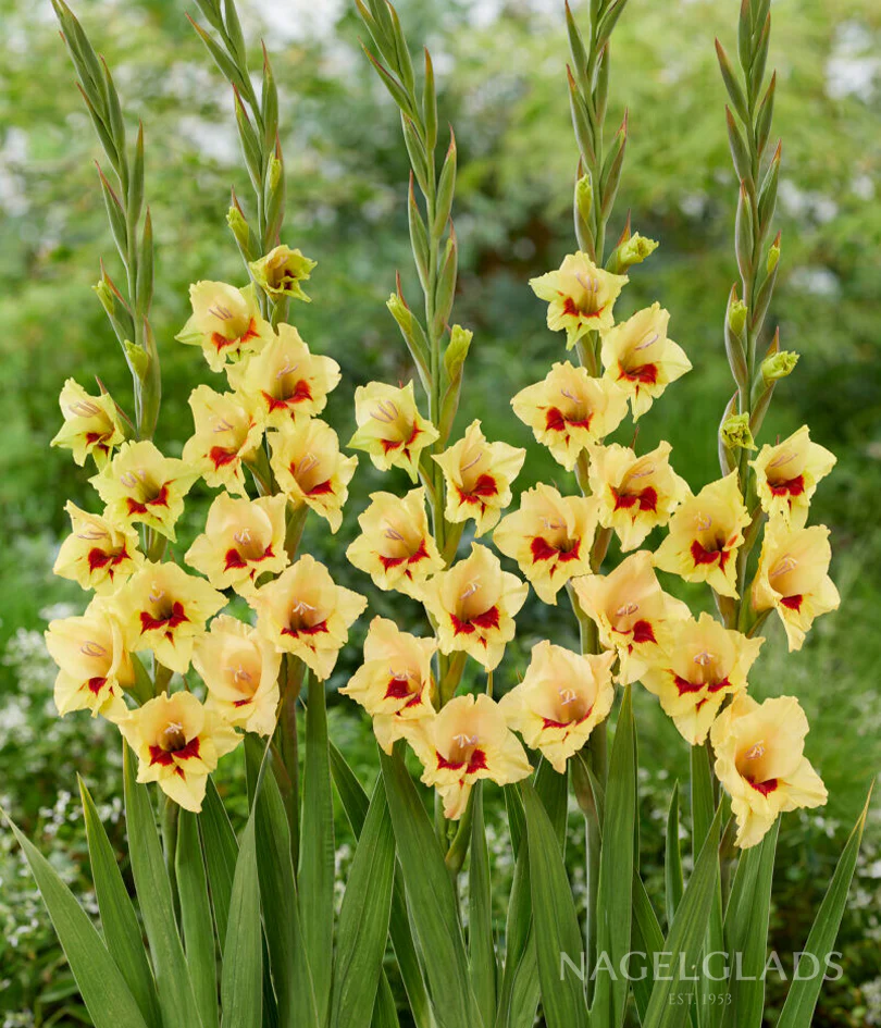 Maxial Gladiolus Corms – EVERGREEN