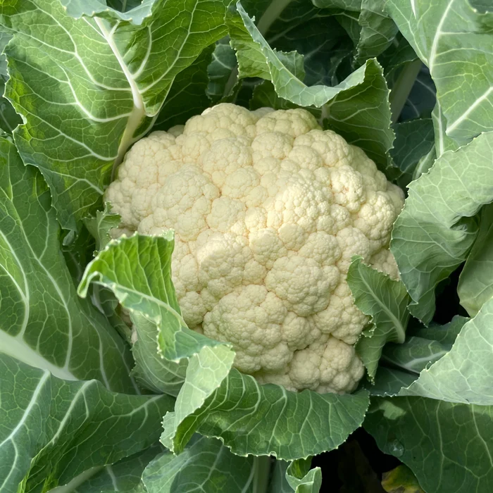 Amazing Cauliflower