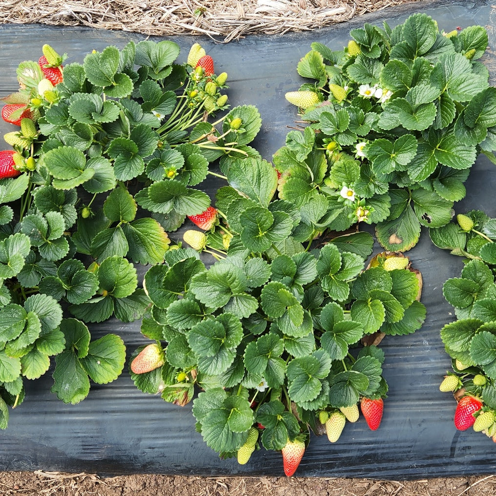 Stella Short Day Strawberry