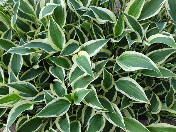 Marshmallow Clouds Hosta Plants online shopping