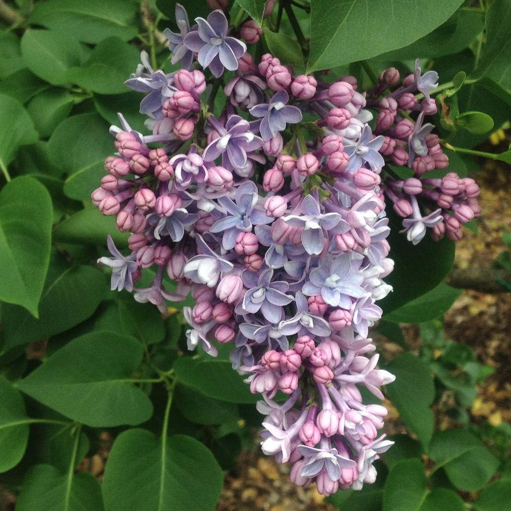 Président Grévy Lilac lilac plant online shopping